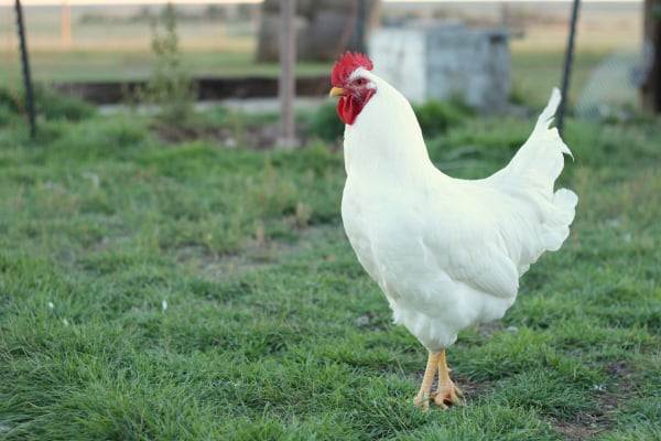 Are Chickens Supposed to be Vegetarians? • The Prairie Homestead