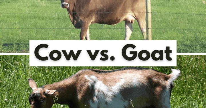 Home Dairy Cow vs. Goat