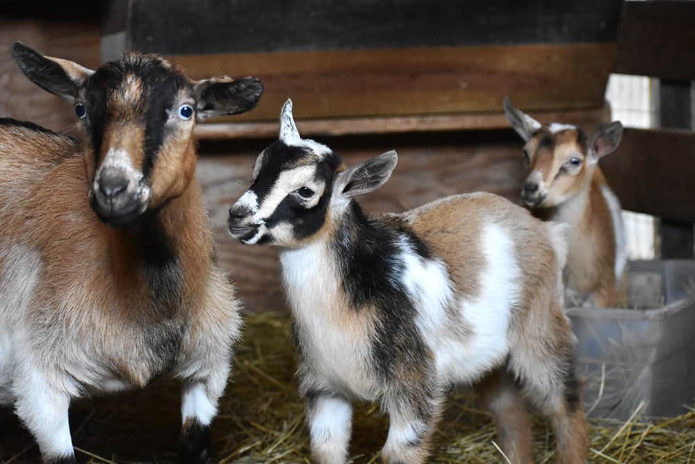 Once Upon A Dream Acres-Goats - Home