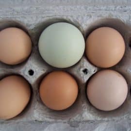 homegrown eggs