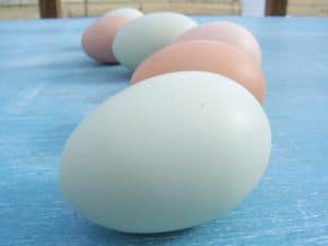 homegrown egg