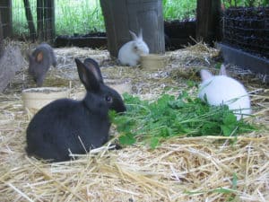 Homestead Rabbits