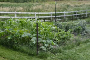 How to be a Suburban (or Urban) Homesteader
