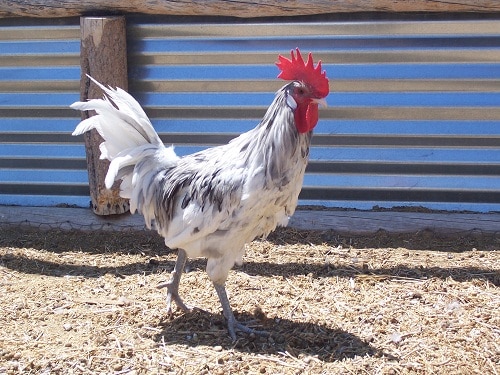 one of our roosters
