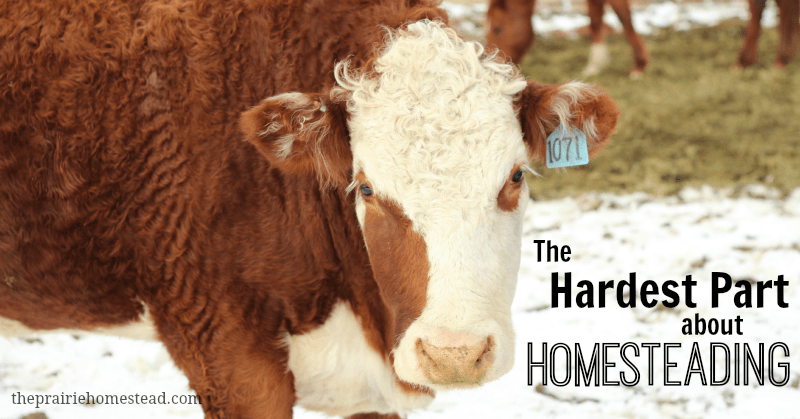 The Hard Part of Homesteading • The Prairie Homestead
