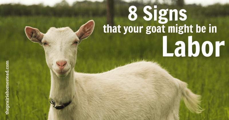 Goat 101: How to Tell When Your Goat is in Labor (Or Getting Close!) • The Prairie Homestead