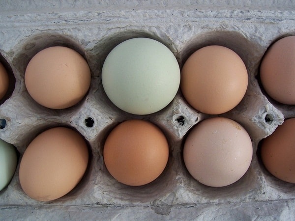 should you wash eggs?