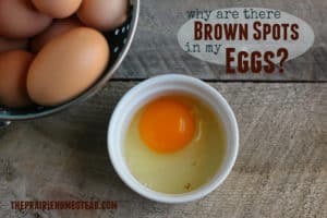 brown spots in eggs