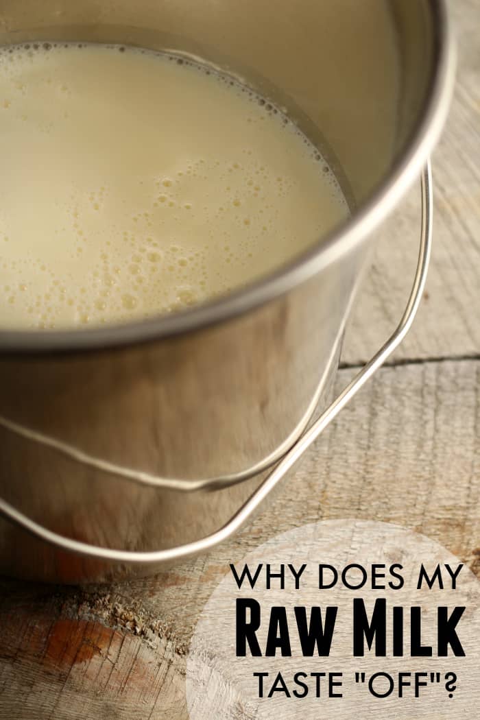 16 reasons for off-flavors in raw milk