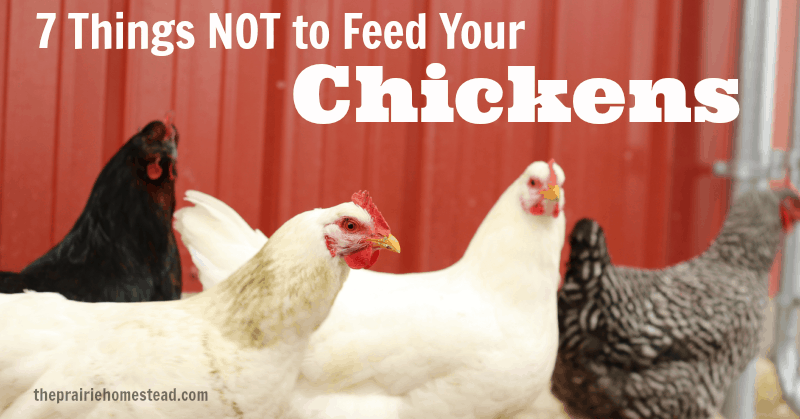 what not to feed chickens