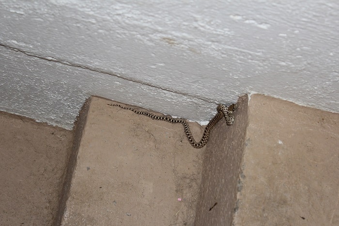 snake in house