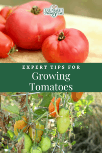 Expert Tips for Growing Tomatoes