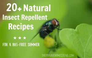 homemade insect repellent recipe