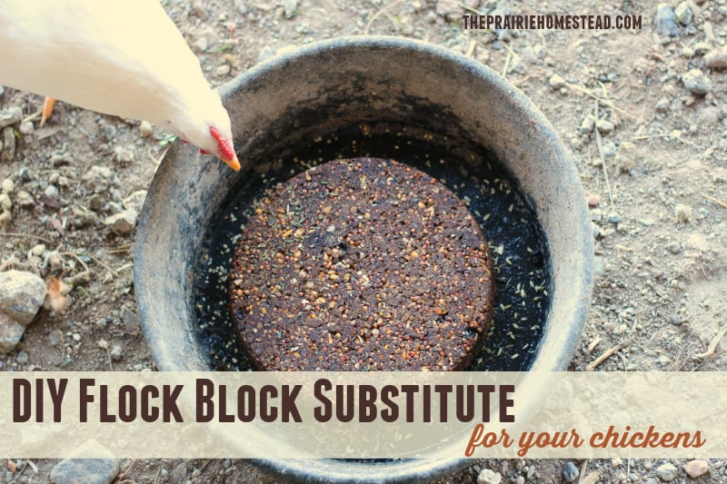 Homemade DIY flock block substitute for chickens