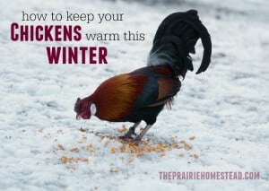 how to keep chickens warm