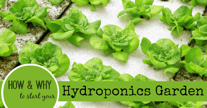 how to start hydroponics