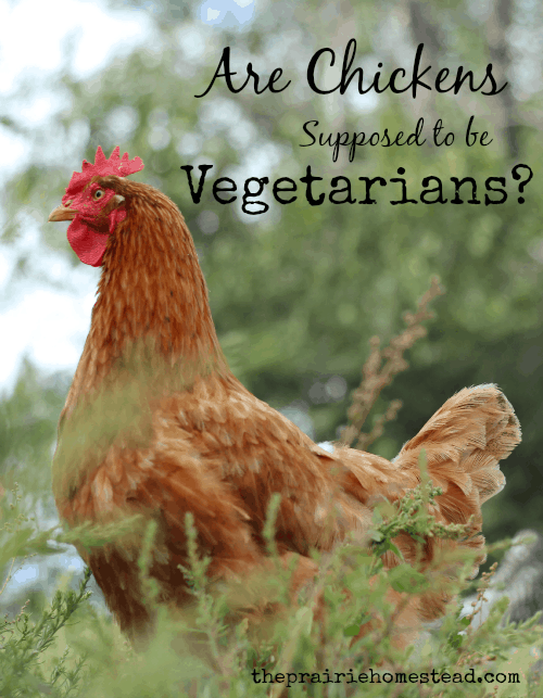 vegetarian chickens