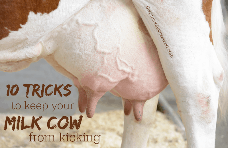 prevent milk cow kicking