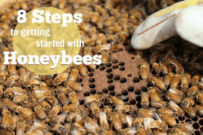 Become a Beekeeper: 8 Steps to Getting Started with Honeybees • The Prairie  Homestead
