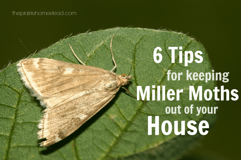 11 Best Moth Traps For Closets And Kitchen In 2023