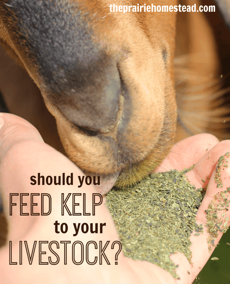 health benefits of kelp