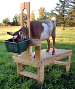 Training a goat on a milk stand