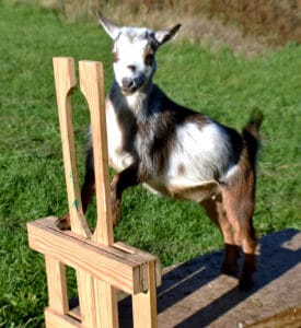 Training Goat to Milk Stand