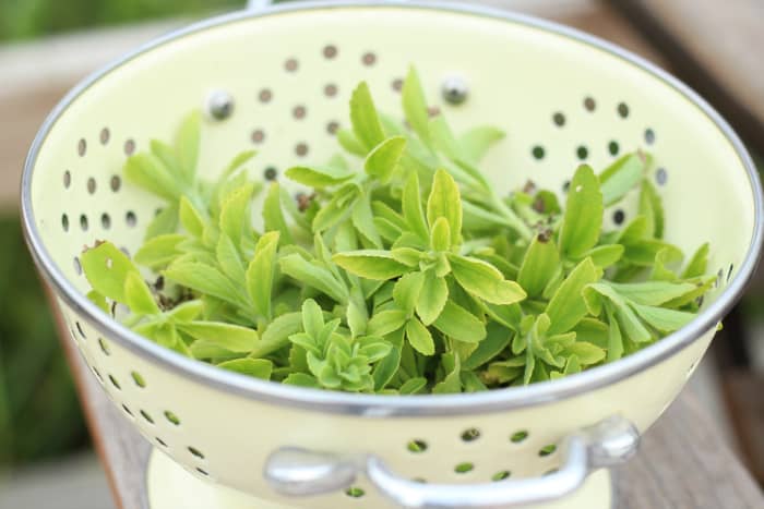 fresh stevia leaves