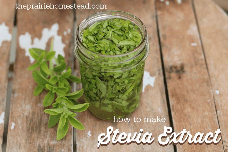 how to make stevia extract
