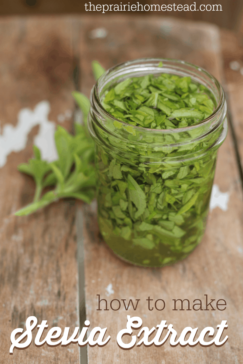 how to make stevia extract