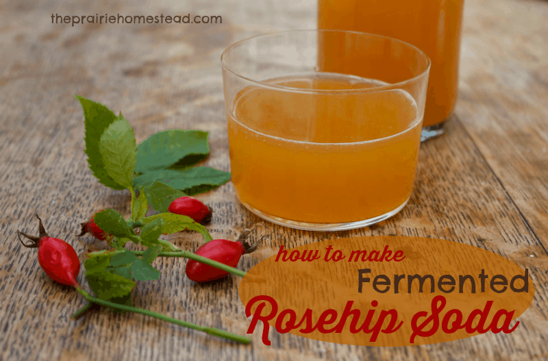 how to make rosehip soda - this old-fashioned recipe is fermented so it's actually a healthy, probiotic soda. I love this!