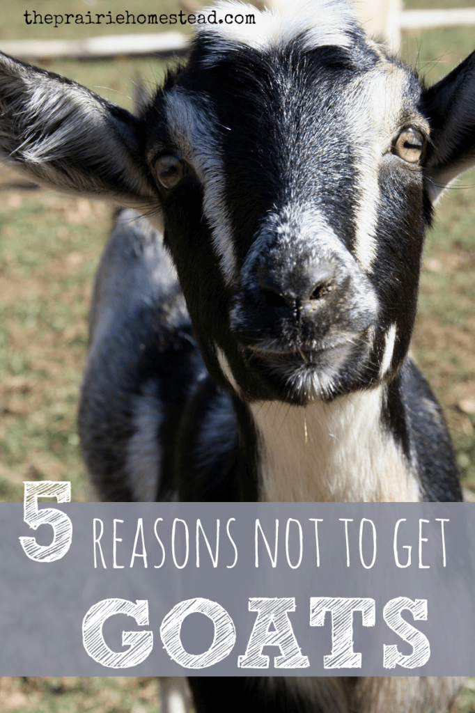 5 reasons not to get goats: some of the hazards of goat ownership...