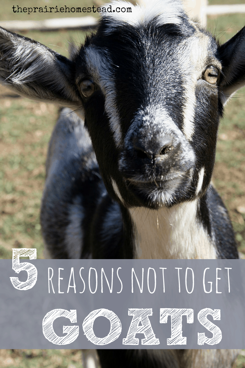 5 Reasons Not to Get Goats