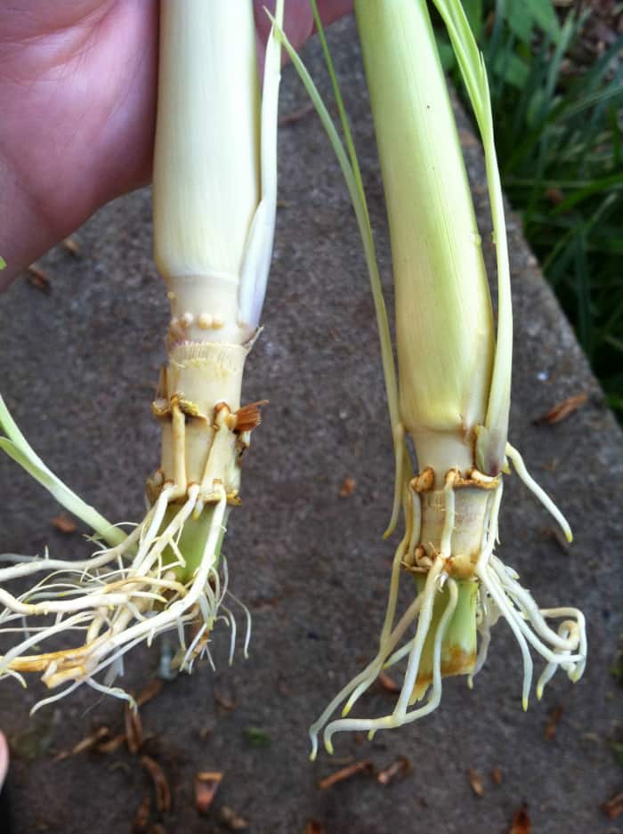how to grow lemongrass and tips for using it