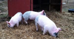 Homestead pigs