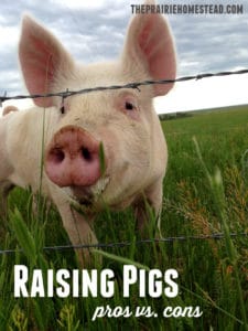 raising pigs - pros and cons