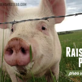 raising pigs - pros and cons