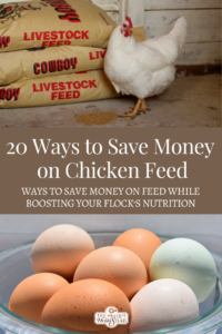 Save Money on Chicken Feed