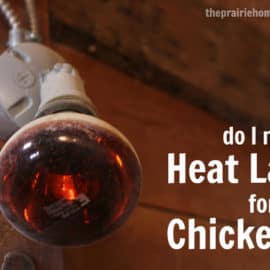 should I use a heat lamp in my chicken coop?