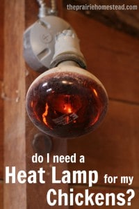 should I use a heat lamp in my chicken coop during winter?