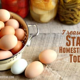 homesteading today