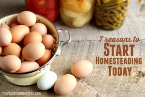homesteading today