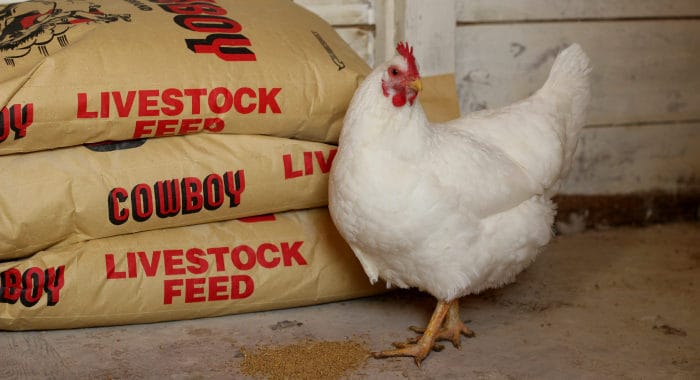 how to cut your chicken feed bill