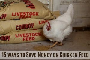 how to save money on chicken feed