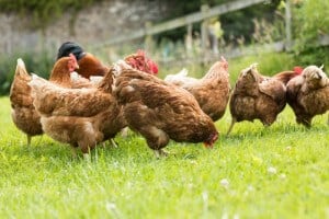 using chickens as insect control in the garden