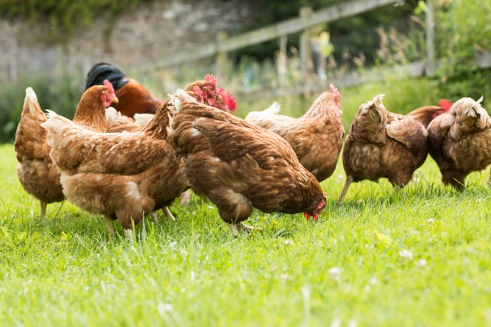II. Benefits of Using Hens for Pest Control