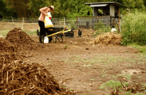 ground tilled by chickens