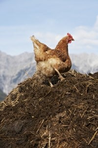 chicken turning compost