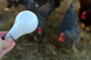 is it natural to use lights in a chicken coop during winter?