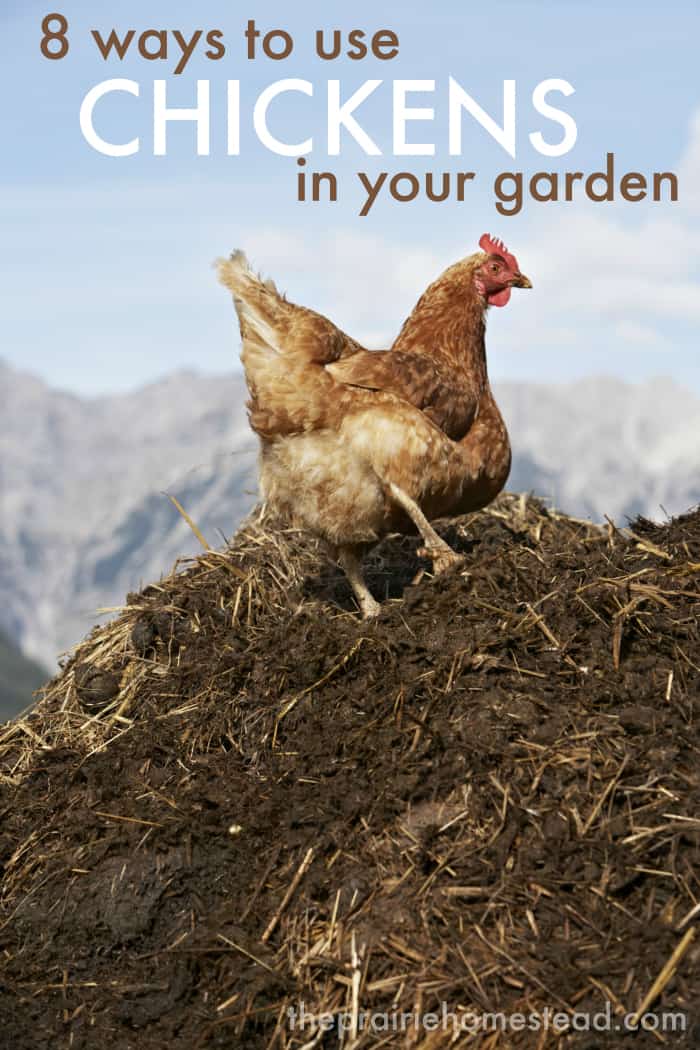 8 Ways to Use Chickens in the Garden | The Prairie Homestead